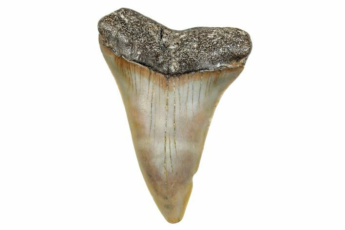 Fossil Broad-Toothed Mako Shark Tooth - North Carolina #272959